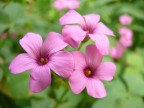 fiori rosa... fiori rosa...