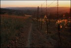 L'oro delle colline