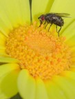 macro2col