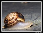Virata