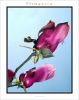 Fiore