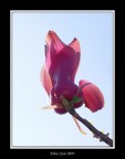 Fiore 2
