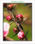 Formica volante Formica volante