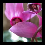 Un ciclamino timido Un ciclamino timido