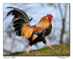 Fierezza - Gallo Fierezza - Gallo
