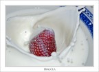 Fragola Fragola