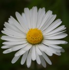 Il mio primo fiore Il mio primo fiore