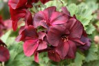 Fiori Fiori