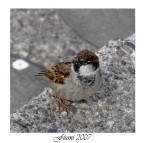 Passerotto nn andare via.....!!!!!!!! Passerotto nn andare via.....!!!!!!!!