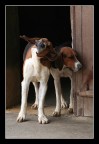 dogs dogs