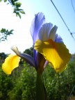 Iris - Bellezza Eterea Iris - Bellezza Eterea