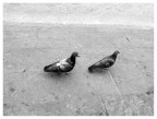::::DIVERSI:::: ::::DIVERSI::::