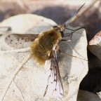 mosca spada mosca spada