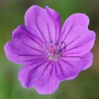 Fiore spontaneo di sottobosco 3 Fiore spontaneo di sottobosco 3