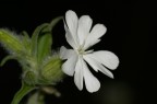 fiore