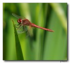 libellula rossa 8 libellula rossa 8