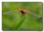 libellula rossa 10 libellula rossa 10
