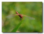 libellula rossa 9 libellula rossa 9