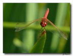 libellula rossa 12 libellula rossa 12