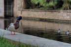 Un oca all'improvviso Un oca all'improvviso