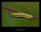 Caterpillar Caterpillar