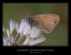 Satiride e soffione Satiride e soffione