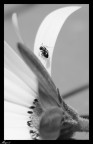Formichina Formichina