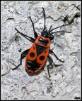 Lygaeus kalmii
