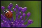 Coccinella#1 Coccinella#1