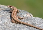 Podarcis muralis Podarcis muralis