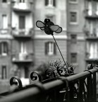 coccinella coccinella