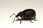 Otiorhynchus sulcatus Otiorhynchus sulcatus