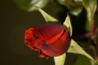 rosa rosa