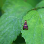 Farfallina strana