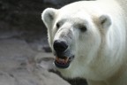 Orso bianco Orso bianco