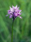 Ritratto di Orchis tridentata Ritratto di Orchis tridentata