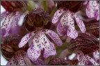 Fiore di Orchis purpurea