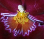 ...orchidea ...orchidea