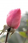 rosa rosa