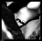 Formichina2 Formichina2