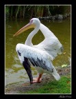 Pellicano allo Zoo Napoli