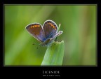 Licenide 2 Licenide 2