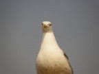gabbiano gabbiano
