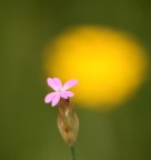la solitudine la solitudine