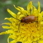 maggiolino? maggiolino?