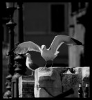 Gabbiani Urbani Gabbiani Urbani