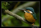 Alcedo atthis Alcedo atthis