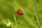 Coccinella su raggiera Coccinella su raggiera