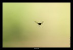 Canon 20d 300 f4 IS
f4 300mm 1/800 sec ISO 400