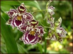 Orchidea 5 Orchidea 5